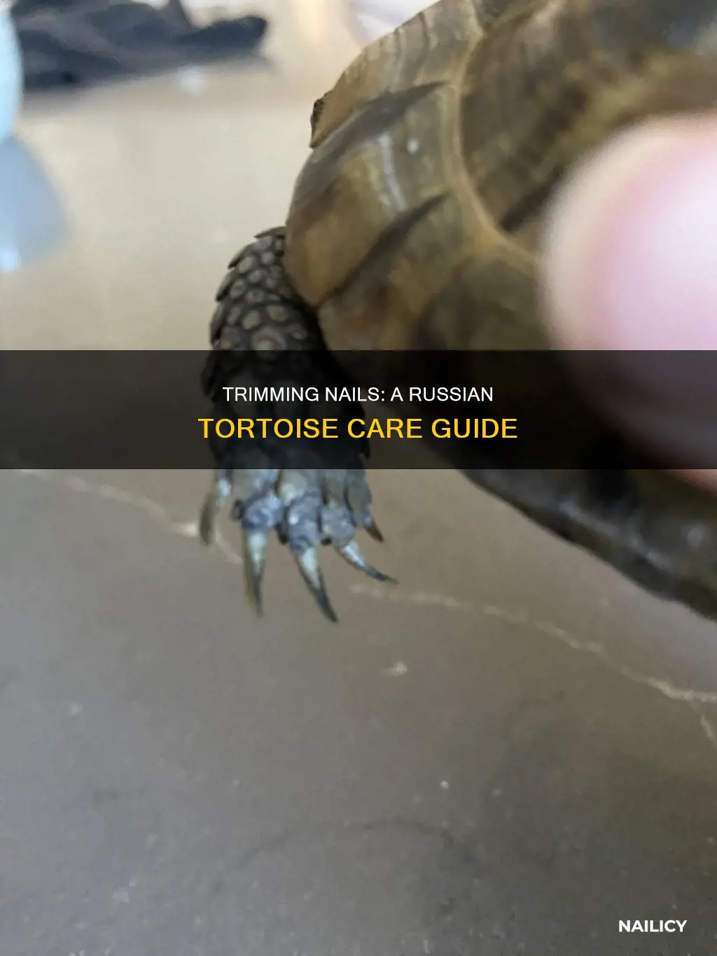 how to trim russian tortoise nails
