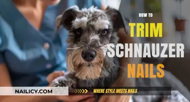 Trimming Your Schnauzer's Nails: A Step-by-Step Guide