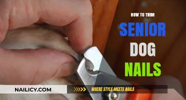 Trimming Senior Dog Nails: A Step-by-Step Guide