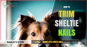 Trimming Sheltie Nails: A Step-by-Step Guide for Owners