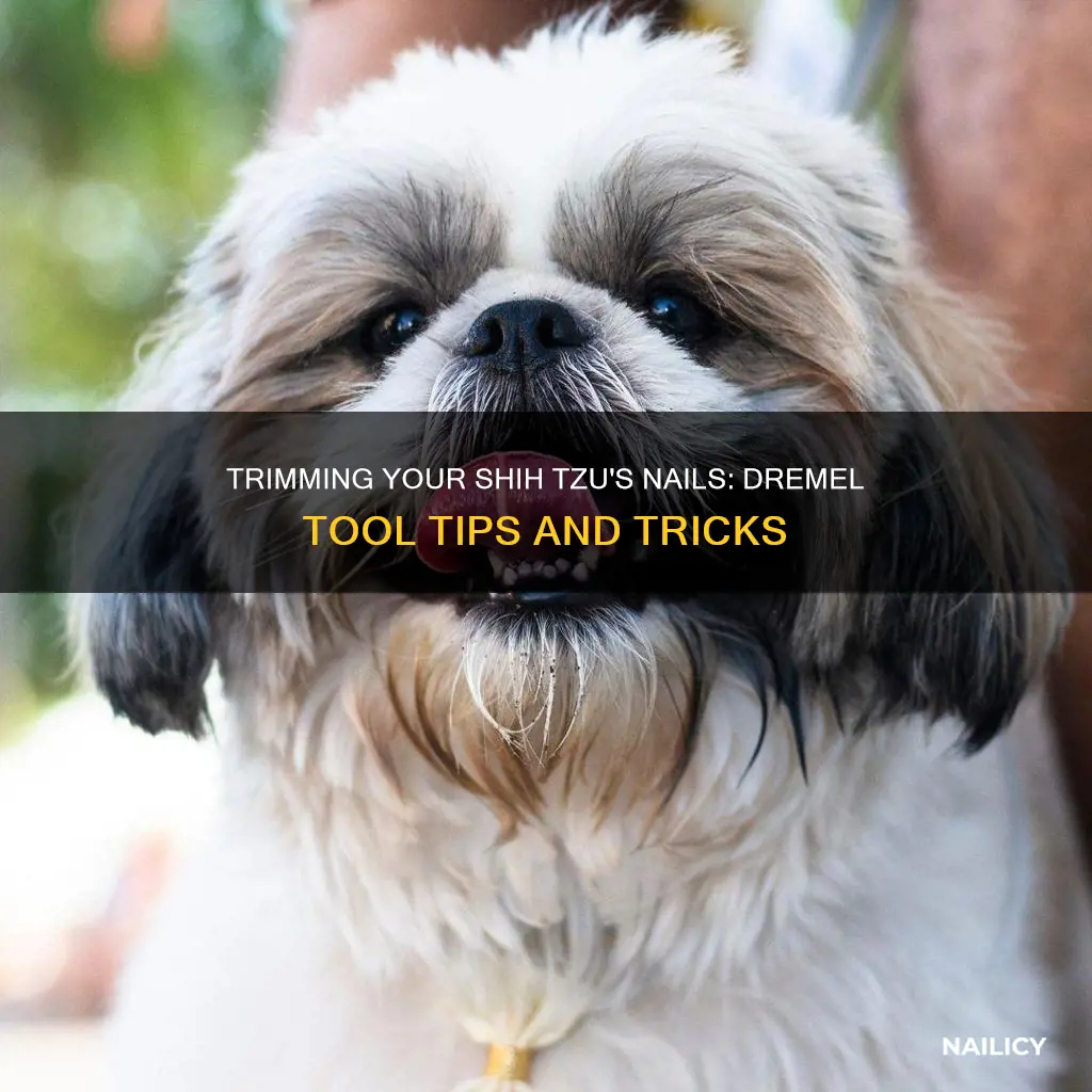 how to trim shih tzu nails with dremel