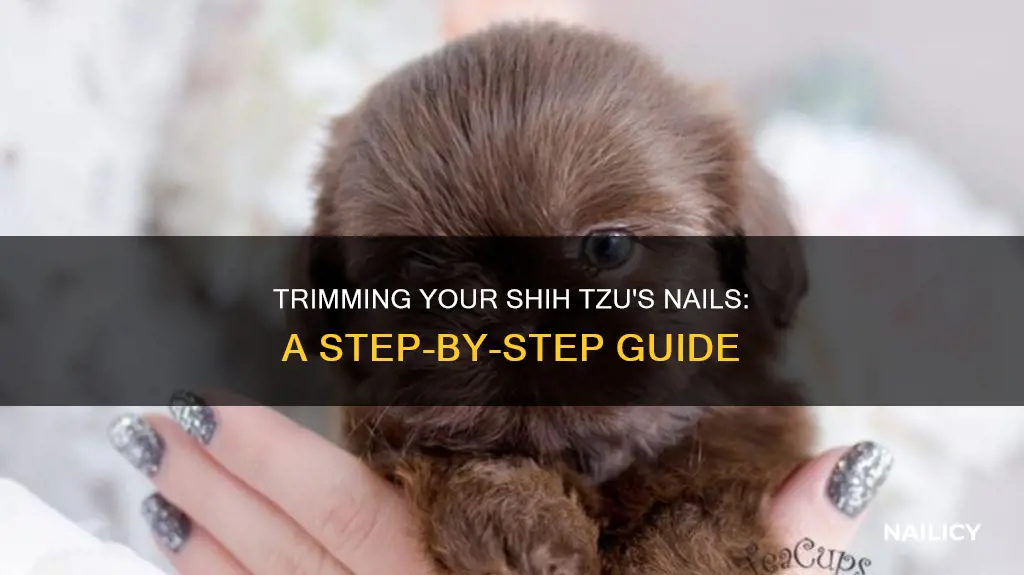how to trim shih tzu nails