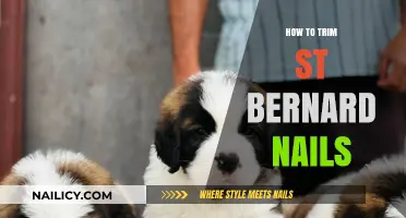 Trimming St. Bernard Nails: A Step-by-Step Guide