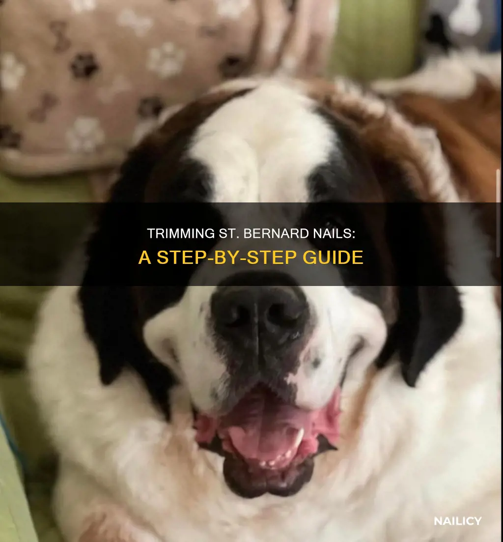 how to trim st bernard nails