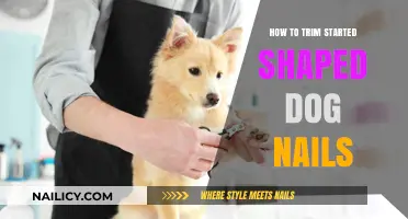 Trimming Your Dog's Nails: A Step-by-Step Guide