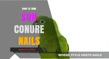 Trimming Your Sun Conure's Nails: A Step-by-Step Guide