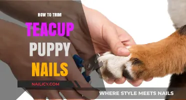 Trimming Teacup Puppy Nails: A Step-by-Step Guide