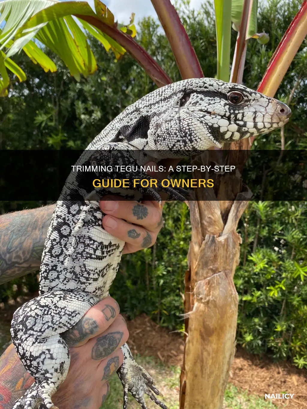 how to trim tegu nails