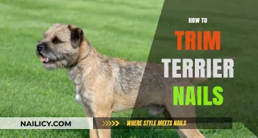 Trimming Your Terrier's Nails: A Step-by-Step Guide