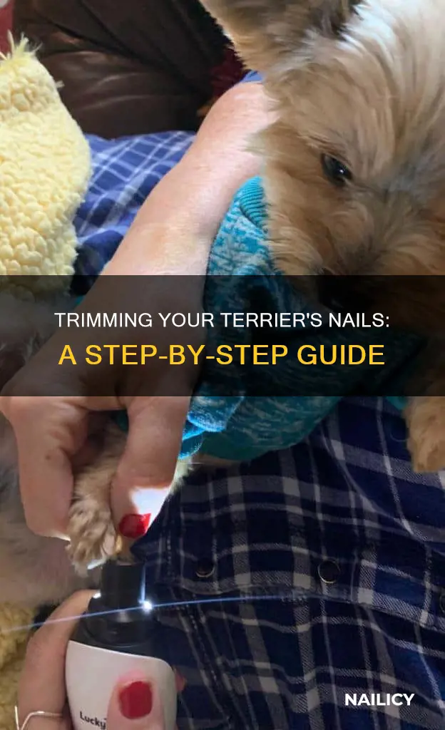 how to trim terrier nails