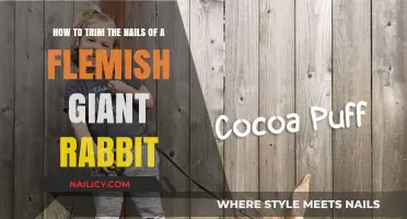 Trimming Nails: A Guide for Flemish Giant Rabbit Owners