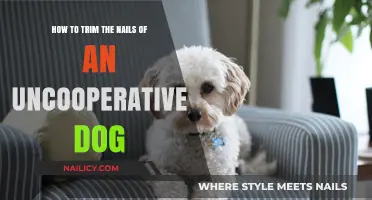 Calmly Clipping Nails: Strategies for Uncooperative Dogs