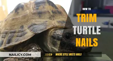 Trimming Turtle Nails: A Step-by-Step Guide for Owners