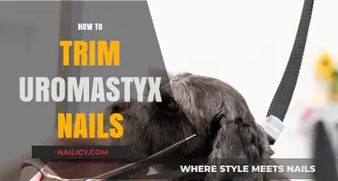 Trimming Your Uromastyx's Nails: A Step-by-Step Guide