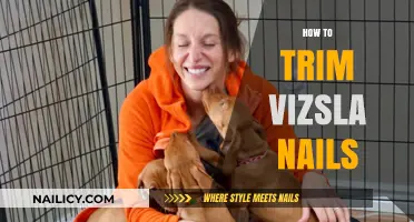 Trimming Your Vizsla's Nails: A Step-by-Step Guide