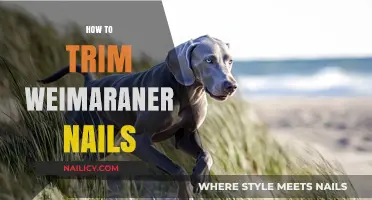 Trimming Weimaraner Nails: A Step-by-Step Guide for Owners