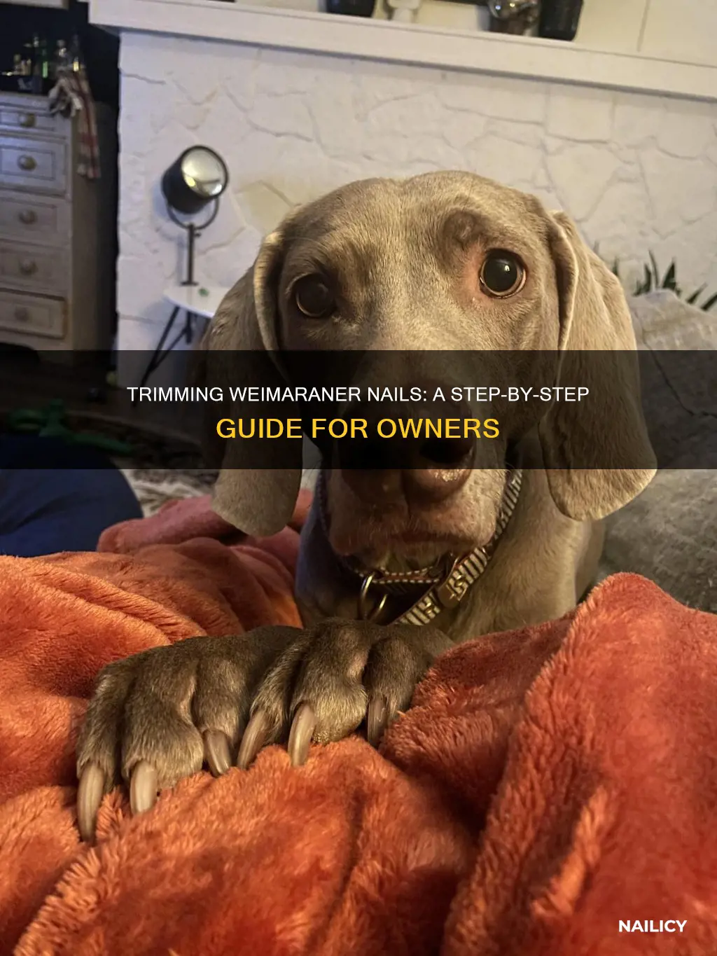 how to trim weimaraner nails