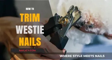 Trimming Your Westie's Nails: A Step-by-Step Guide