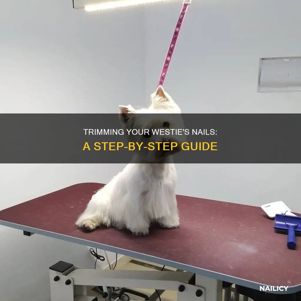 how to trim westie nails