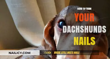 Trimming Your Dachshund's Nails: A Step-by-Step Guide
