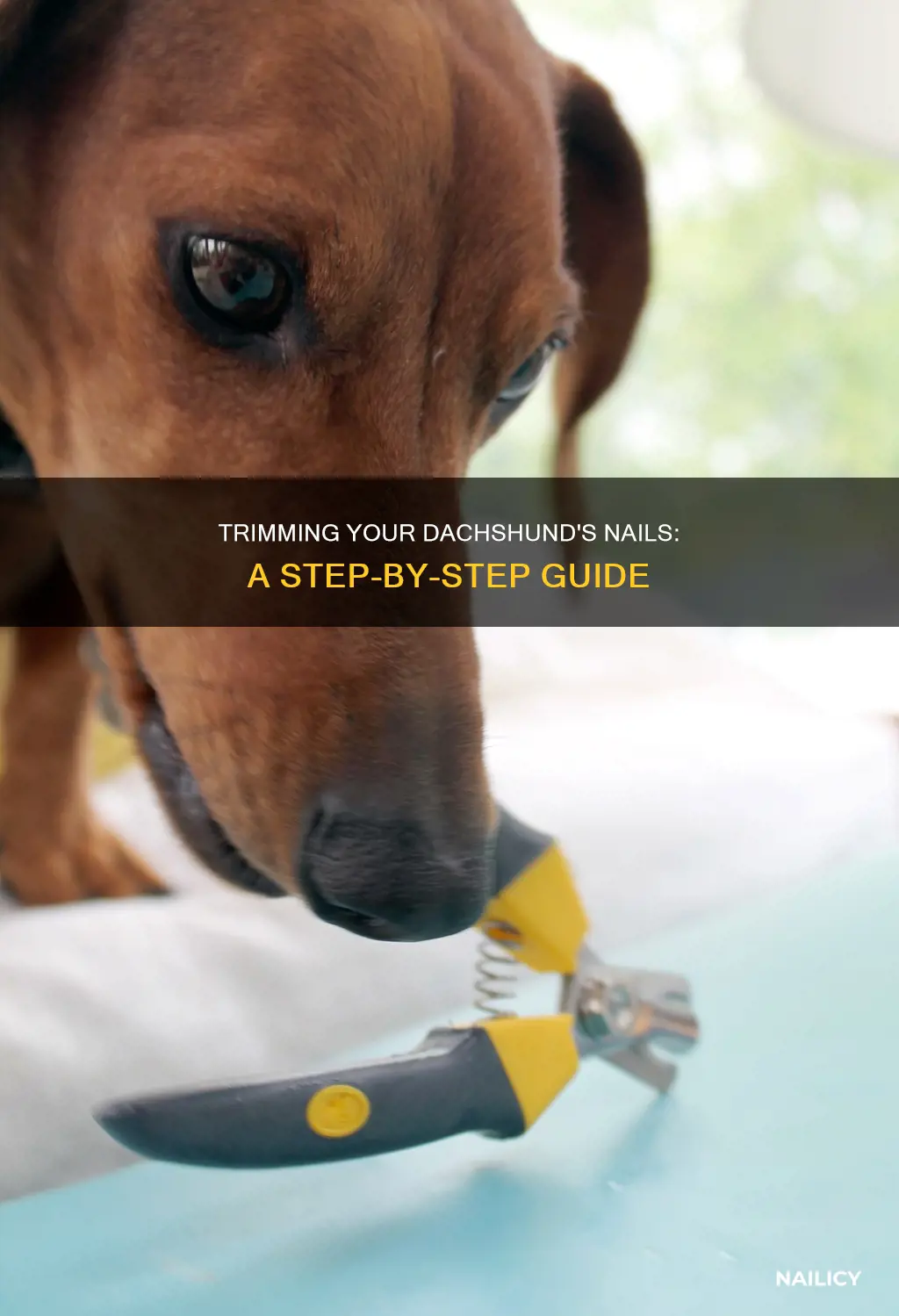 how to trim your dachshunds nails