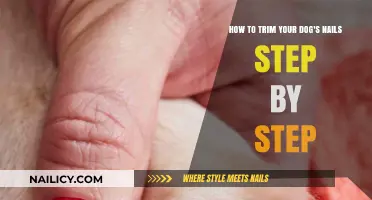 Trimming Your Dog's Nails: A Step-by-Step Guide