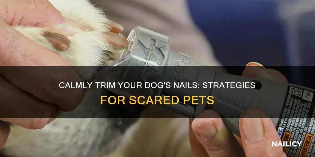 how to trim your dog