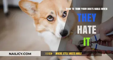 Trimming Dog Nails: Strategies for a Stress-Free Experience