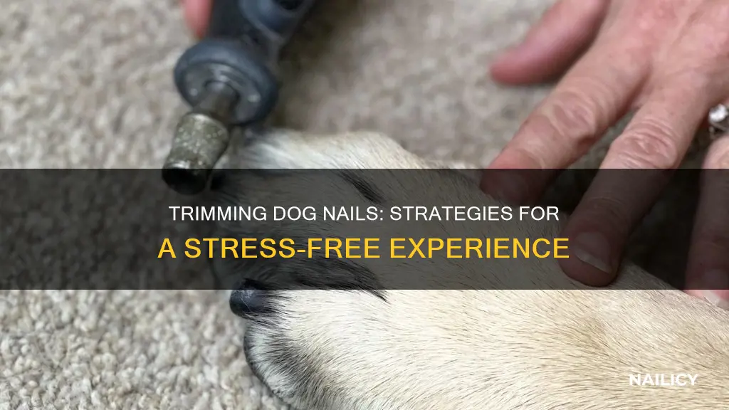 Trimming Dog Nails: Strategies For A Stress-Free Experience | Nailicy