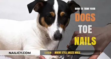 Trimming Your Dog's Toenails: A Step-by-Step Guide