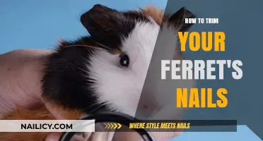 Trimming Your Ferret's Nails: A Step-by-Step Guide