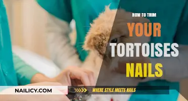 Trimming Your Tortoise's Nails: A Step-by-Step Guide