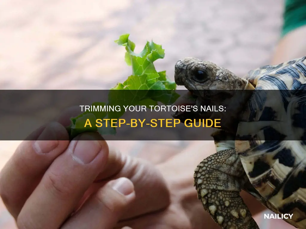how to trim your tortoises nails