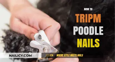 Mastering the Art of Trimming Poodle Nails: A Step-by-Step Guide