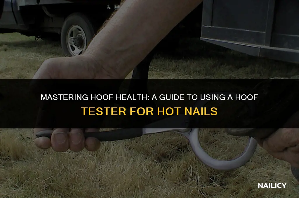 how to use a hoof tester for hot nail