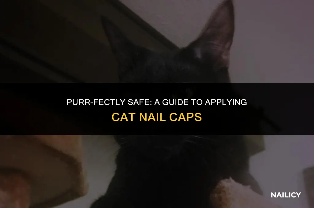 how to use cat nail caps