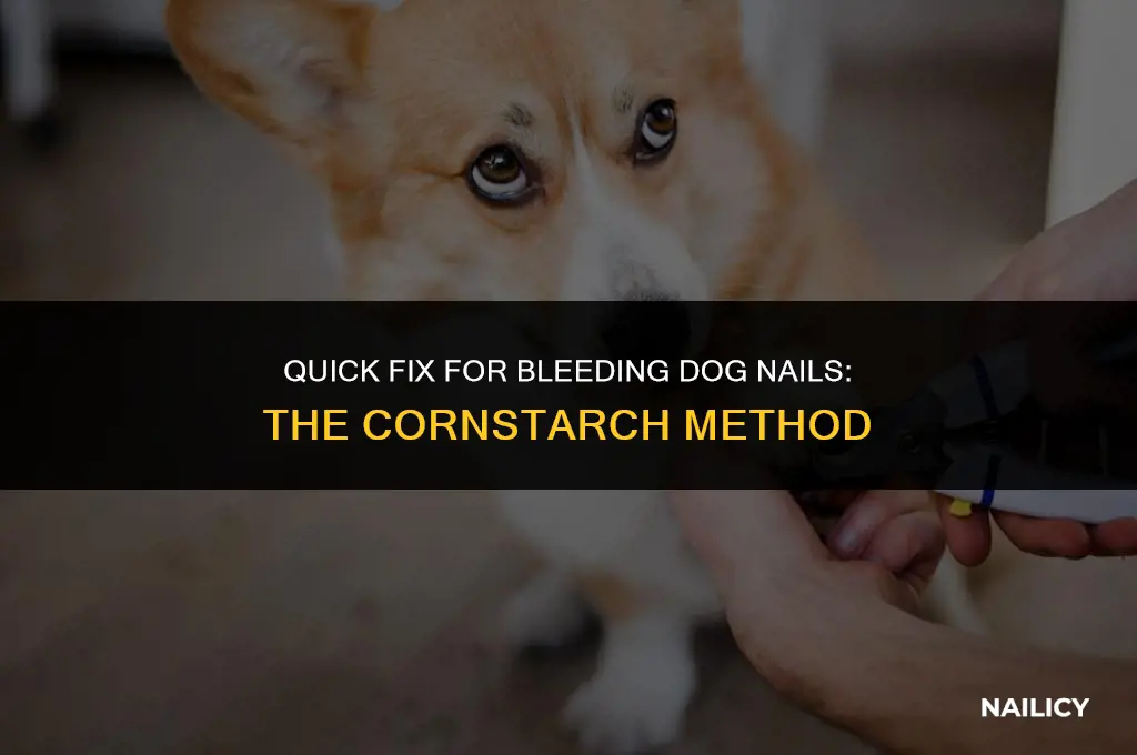 how to use cornstarch to stop dog nail bleeding
