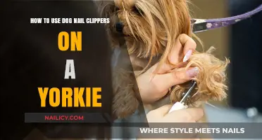Mastering the Art of Trimming Your Yorkie's Nails: A Step-by-Step Guide