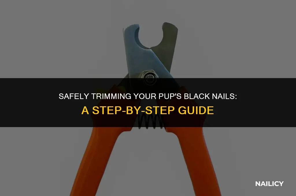 how to use dog nail clippers on black nails