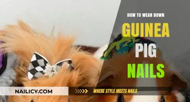 Trimming Guinea Pig Nails: A Gentle Guide for Healthy Paws