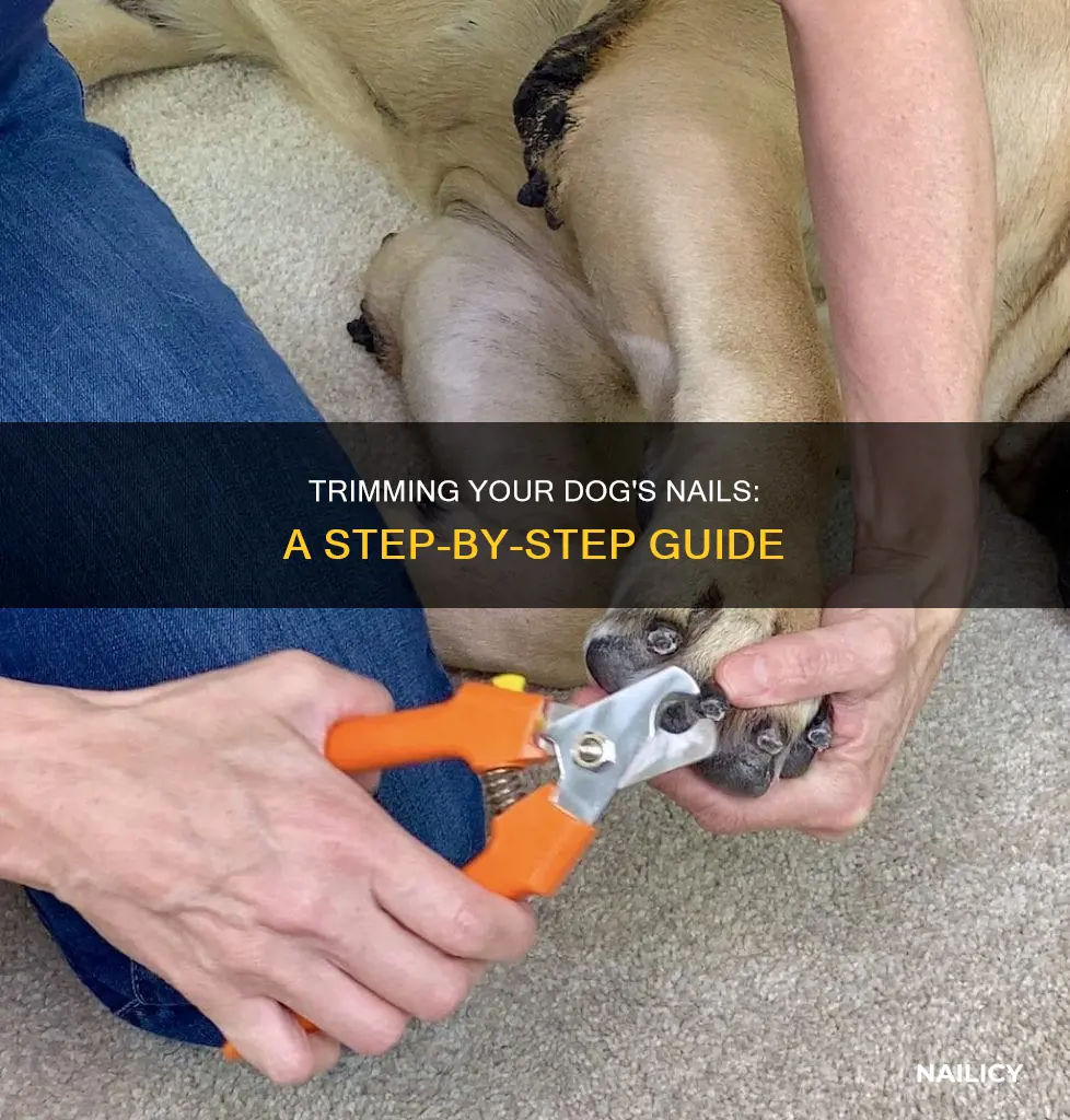 how todog nail trimming