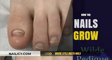 Toe Nails: Their Growth and Maintenance