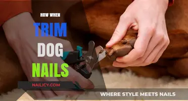 Trimming Dog Nails: A Step-by-Step Guide
