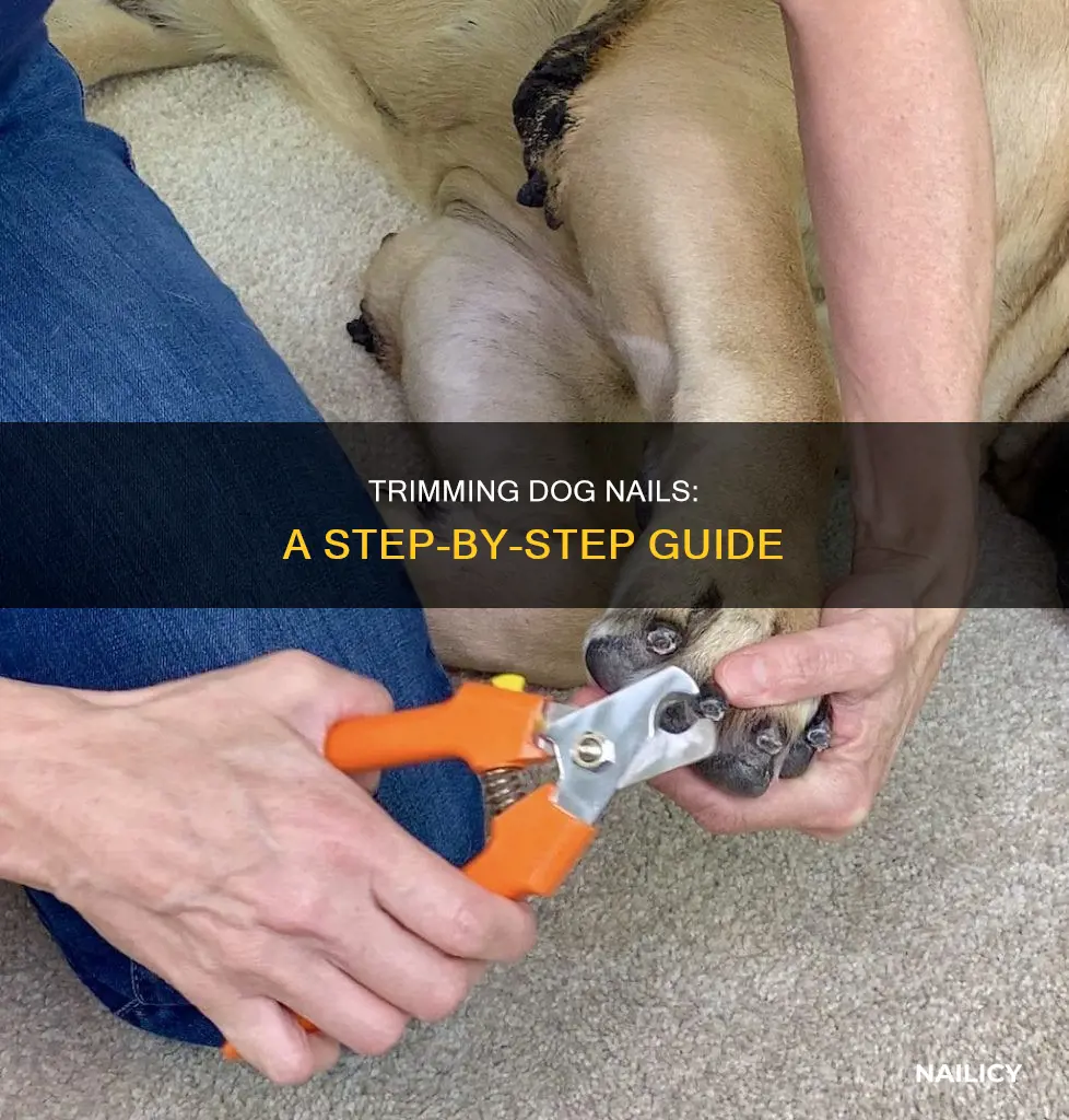 how when trim dog nails