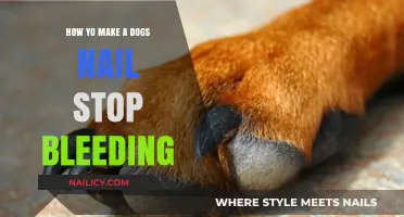Quick Tips to Stop Your Dog's Nail from Bleeding Fast