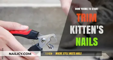 Trim Kitten Nails: When to Start and How
