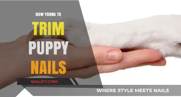 Trimming Puppy Nails: When to Start and How to Do It