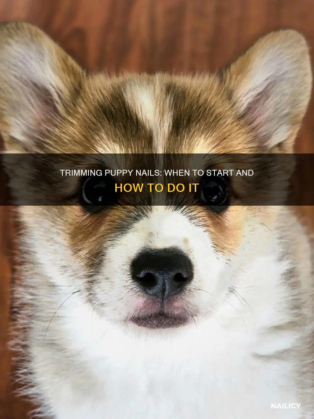 how young to trim puppy nails