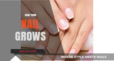The Intriguing Process of Nail Growth