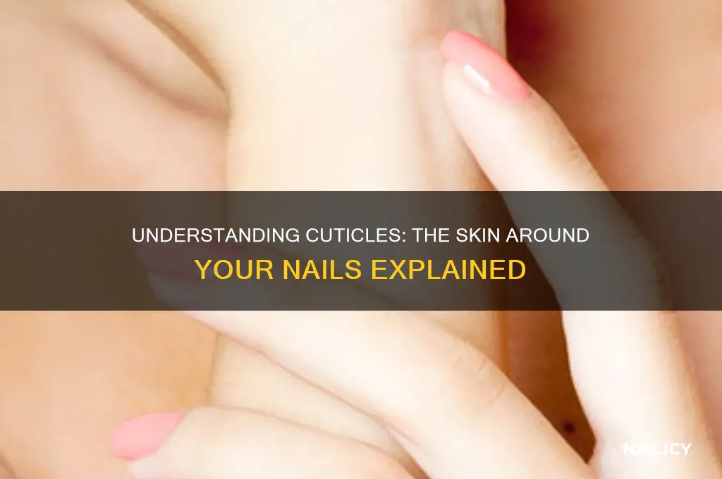 is a cuticle the skin around the nail